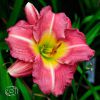 Hemerocallis Matrousjka